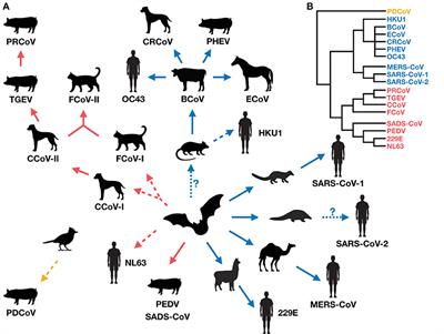 Cross-Species Transmission of Coronaviruses in Humans and Domestic Mammals, What Are the Ecological Mechanisms Driving Transmission, Spillover, and Disease Emergence?